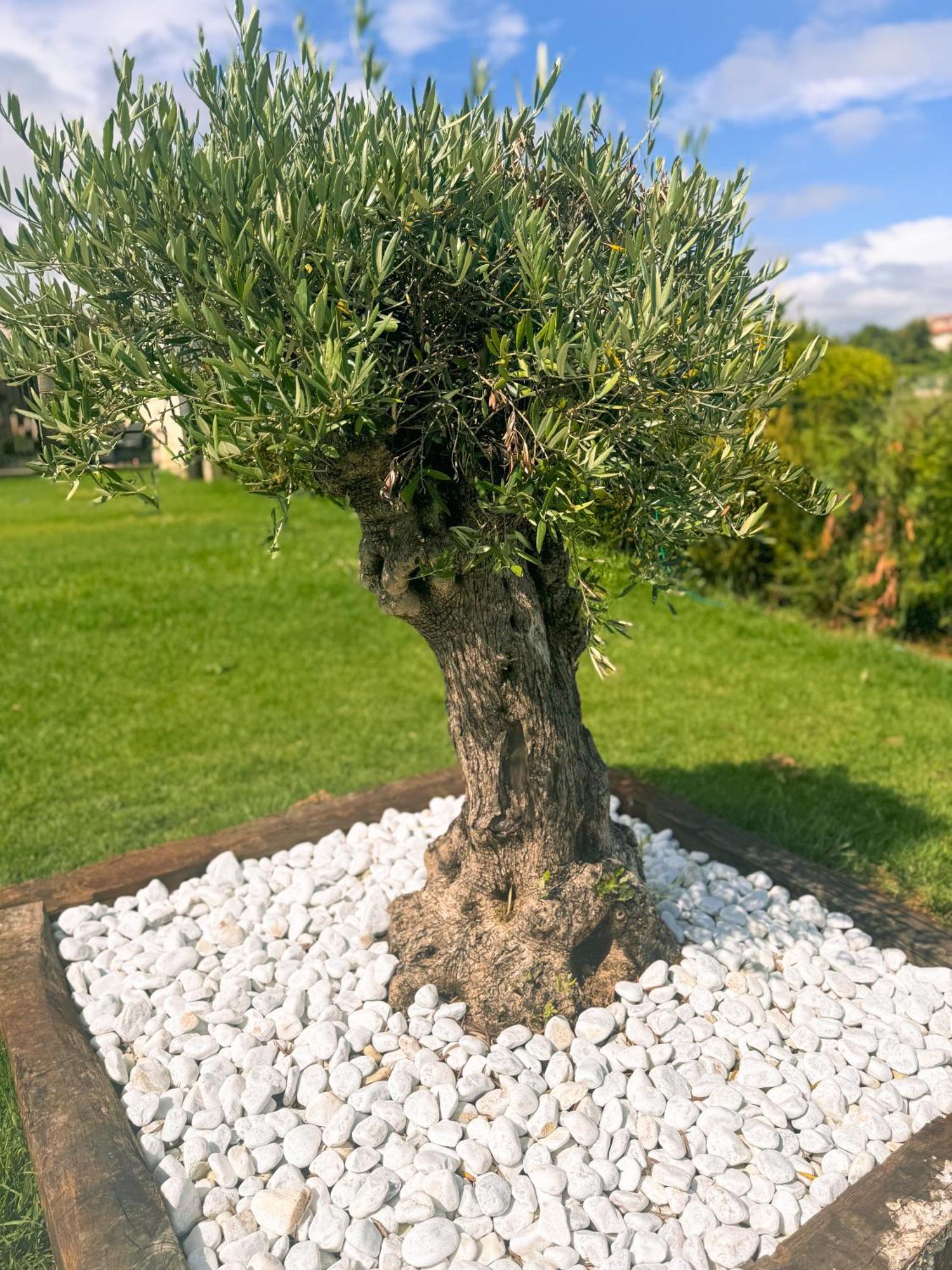 Villa Adina Sanxenxo - Rias Baixas 외부 사진